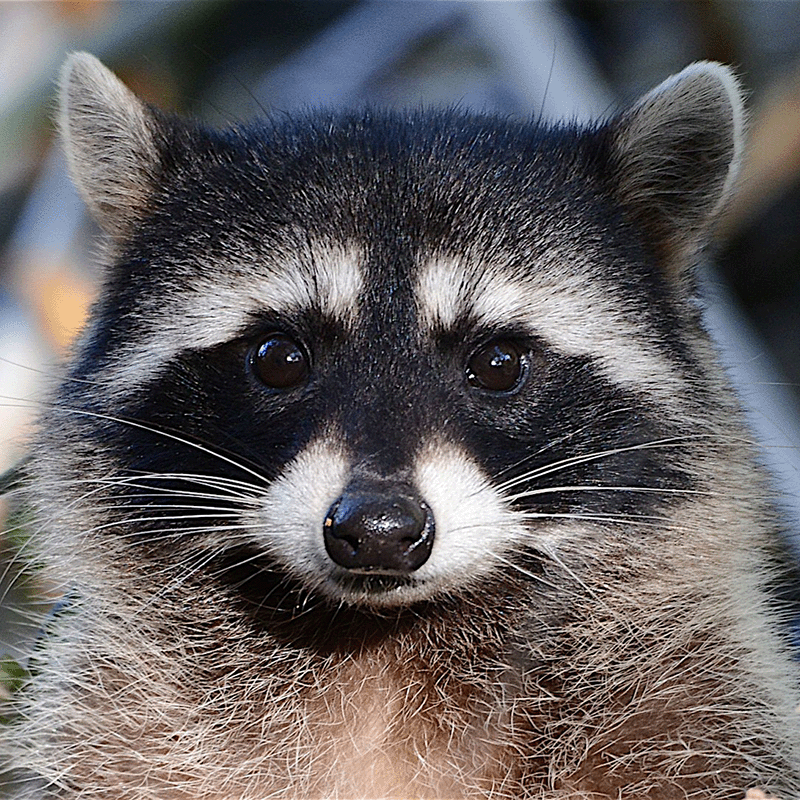 Raccoon