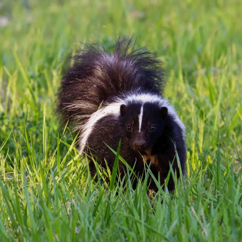 Skunk