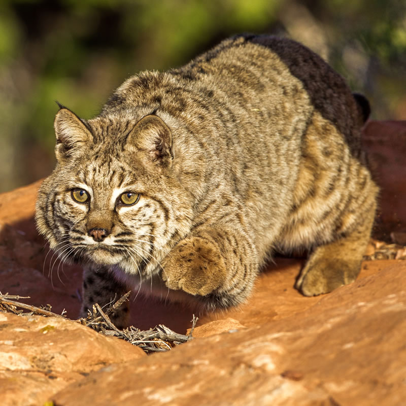 Bobcat