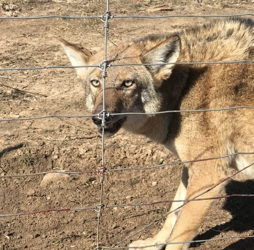 Coyote in a field