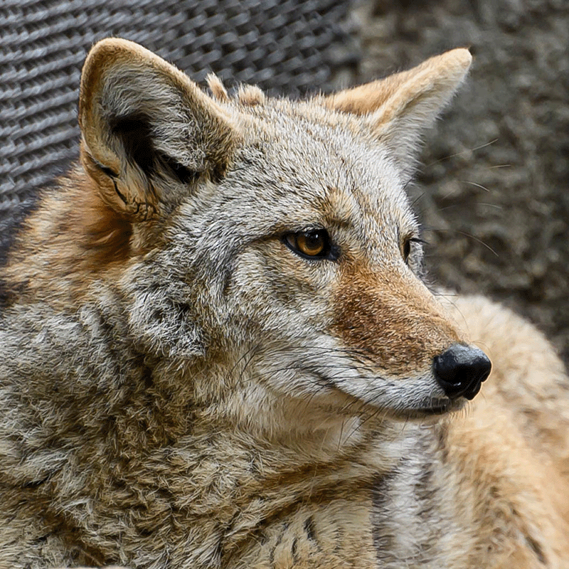 Coyote face