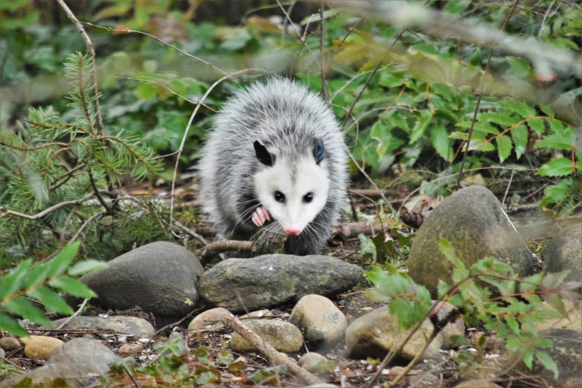 Opossum in the woods