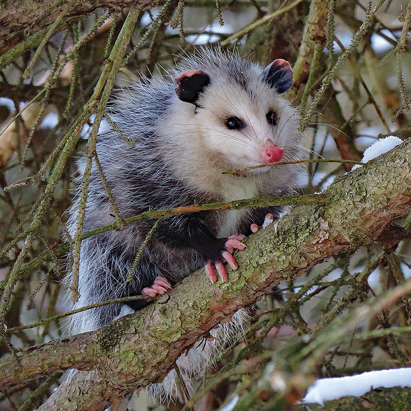 Opossum