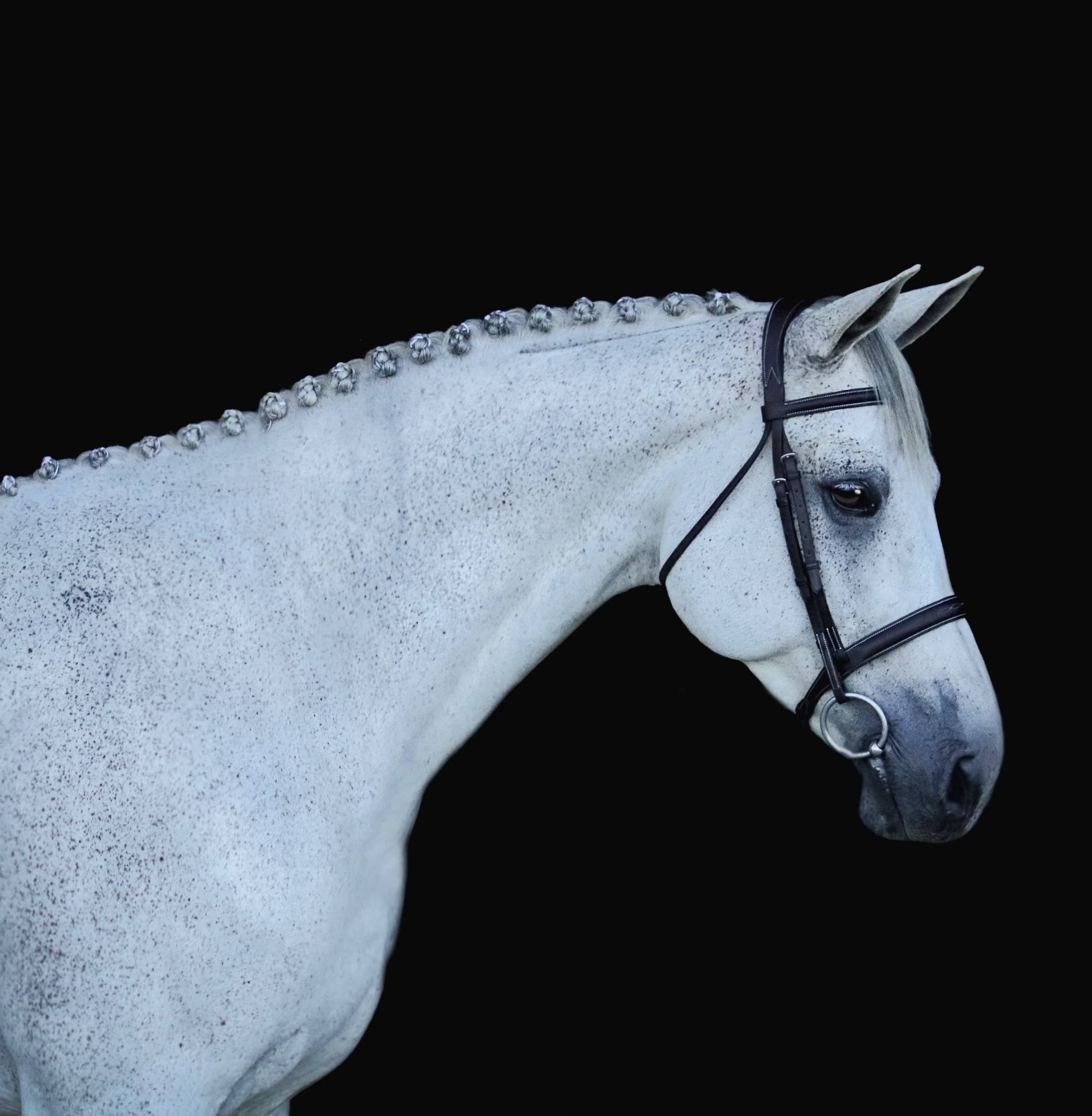 White horse with braided mane, head and neck centered against a black background