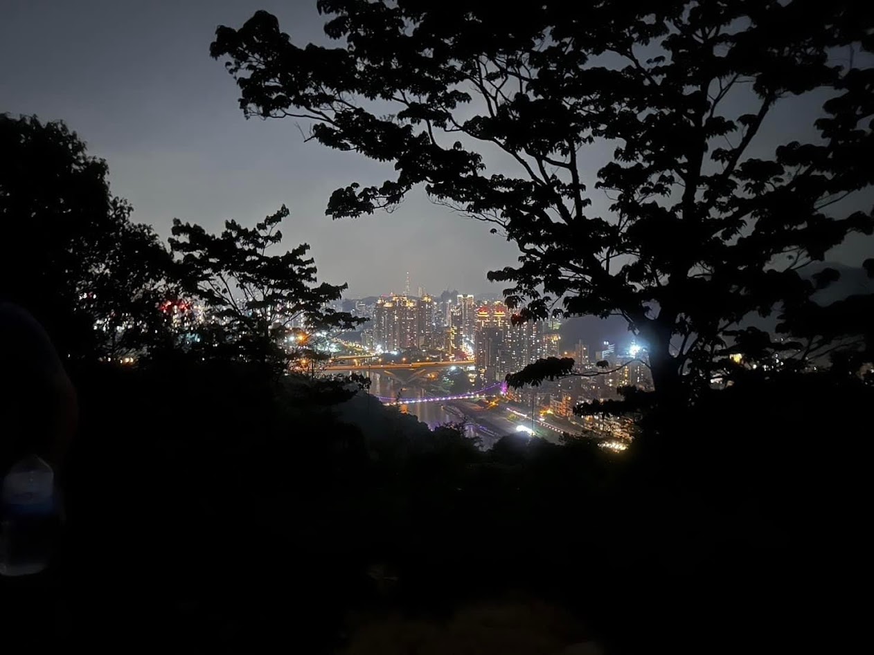 Australian wildlife including kangaroos and koalas