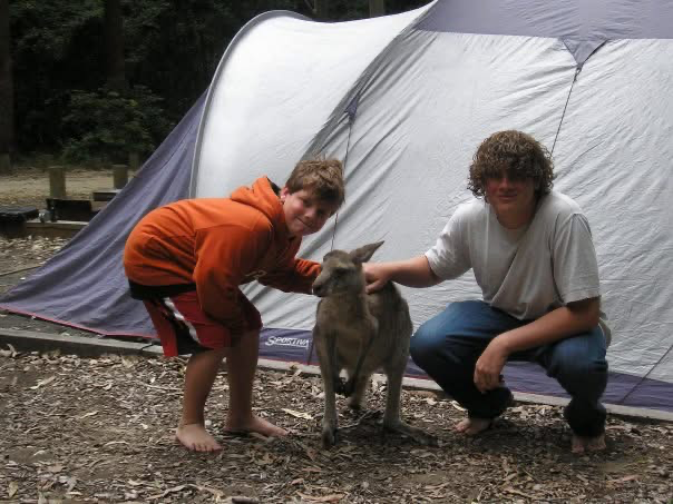 Australian wildlife including kangaroos and koalas