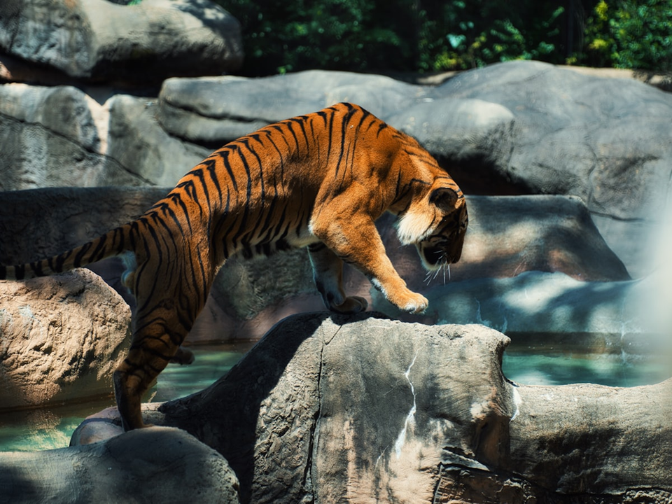 Velocidad y precisión en campañas — Tigres Estudio